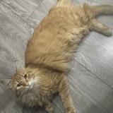 Photo de chat perdu à Lons Le Saunier