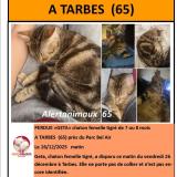 Photo de chat perdu à Tarbes