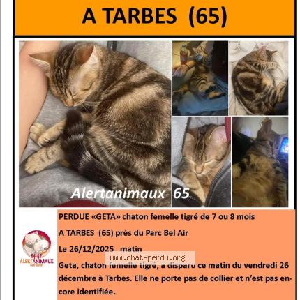 Photo 1/1 Geta Chat perdu à Tarbes
