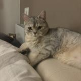 Photo de chat perdu à Montpellier