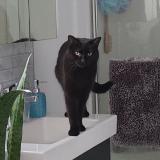 Photo de chat perdu à Laval