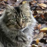 Photo de chat trouvé à Thure