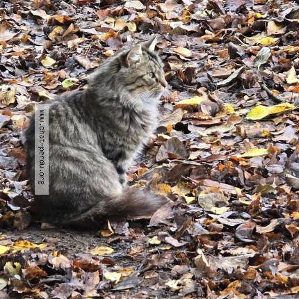 Photo 2/3 Chat trouvé Trouvé à Thure