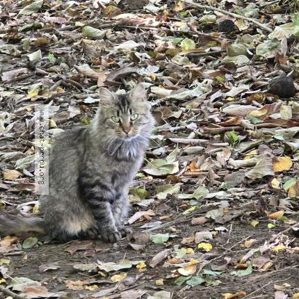 Photo 3/3 Chat trouvé Trouvé à Thure