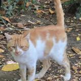 Photo de chat trouvé à Thure