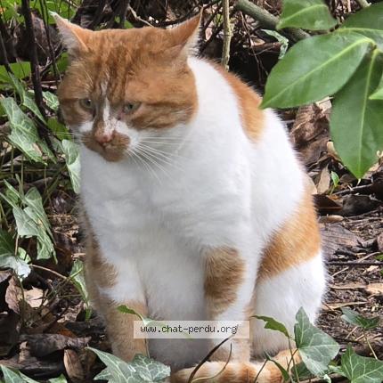 Photo 2/2 Chat trouvé Trouvé à Thure