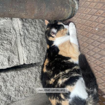 Photo 1/1 Chat retrouvé Trouvé à Le puy en velay