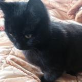 Photo de chat perdu à Rancon