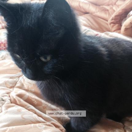 Photo 1/1 Mimine Chat perdu à Rancon