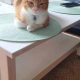 Photo de chat perdu à Ransart