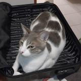 Photo de chat perdu à Perpignan