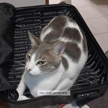 Photo 1/1 Tricoti Chat perdu à Perpignan