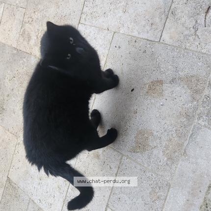 Photo 1/1 Chat retrouvé Trouvé à Saints en puisaye