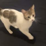 Photo de chat perdu à Pamiers