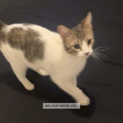 Photo 1/1 Nini Chat perdu à Pamiers