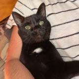 Photo de chat perdu à Jurbise