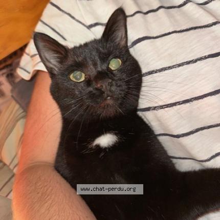 Photo 1/1 ROXY Chat perdu à Jurbise