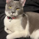 Photo de chat perdu à Kansas City Mo