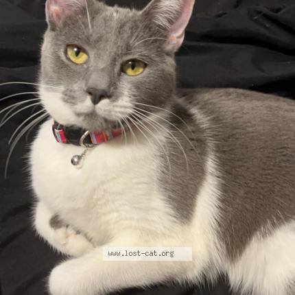 Photo 1/1 Delilah Chat perdu à Kansas city mo