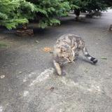 Photo de chat trouvé à Jonquieres