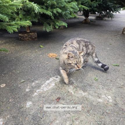 Photo 1/1 Chat trouvé Trouvé à Jonquieres