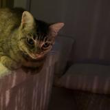 Photo de chat perdu à Beauzelle