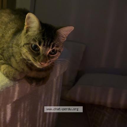 Photo 1/1 Minou Chat perdu à Beauzelle