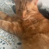 Photo de chat perdu à Saint Chamond