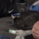 Photo de chat perdu à Prestonsburg