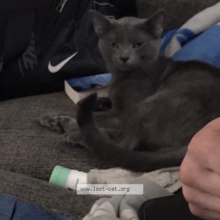 Photo 1/1 Smokey Chat perdu à Prestonsburg