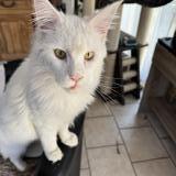 Photo de chat perdu à Cagnes Sur Mer