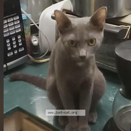 Photo 1/1 Little fella Chat perdu à Prestonsburg