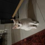 Photo de chat perdu à Vaux Sur Mer