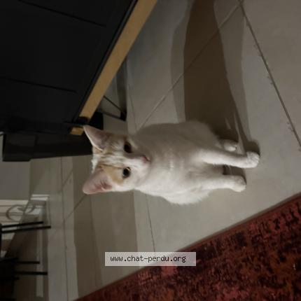 Photo 1/1 Chat retrouvé Perdu à Vaux sur mer