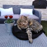 Photo de chat perdu à Chaux