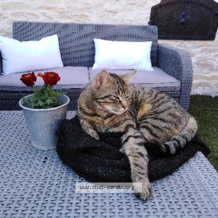 Photo 1/1 Chat retrouvé Perdu à Chaux