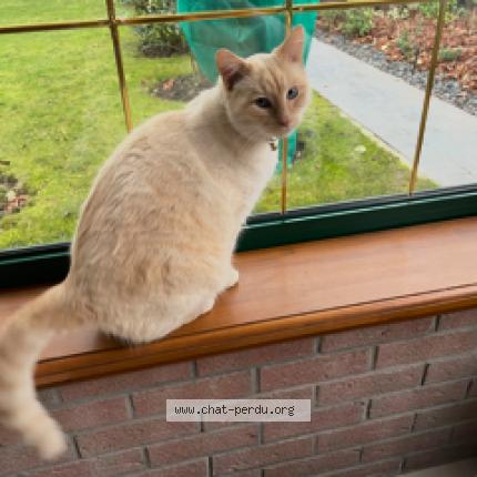 Photo 1/1 Chat retrouvé Perdu à Vendin le vieil