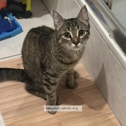 Photo 1/1 Chat retrouvé Perdu à Leoville