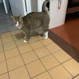 Photo de chat perdu à Vernon