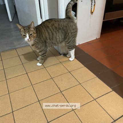 Photo 1/1 Kiara Chat perdu à Vernon