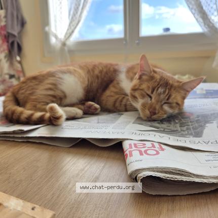 Photo 1/1 Chat retrouvé Perdu à Gesnes