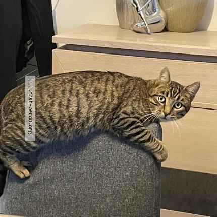 Photo 1/1 Abysse Chat perdu à Noyant de touraine