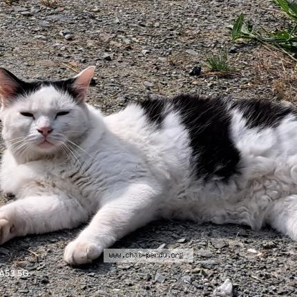 Photo 1/1 Sam Chat perdu à Agon coutainville