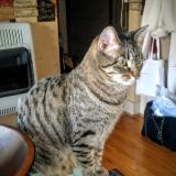 Photo de chat perdu à Sioux City