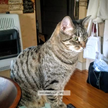 Photo 1/4 Jazmin Chat perdu à Sioux city