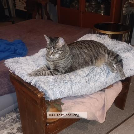 Photo 3/4 Jazmin Chat perdu à Sioux city