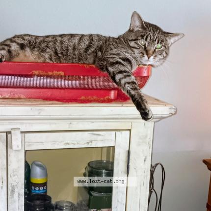 Photo 4/4 Jazmin Chat perdu à Sioux city