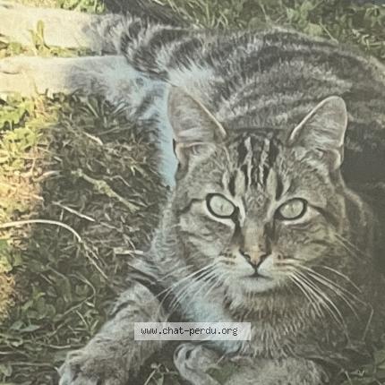 Photo 1/1 Loulou Chat perdu à Tours