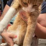 Photo de chat trouvé à Saumur