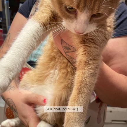 Photo 1/1 Chat retrouvé Trouvé à Saumur